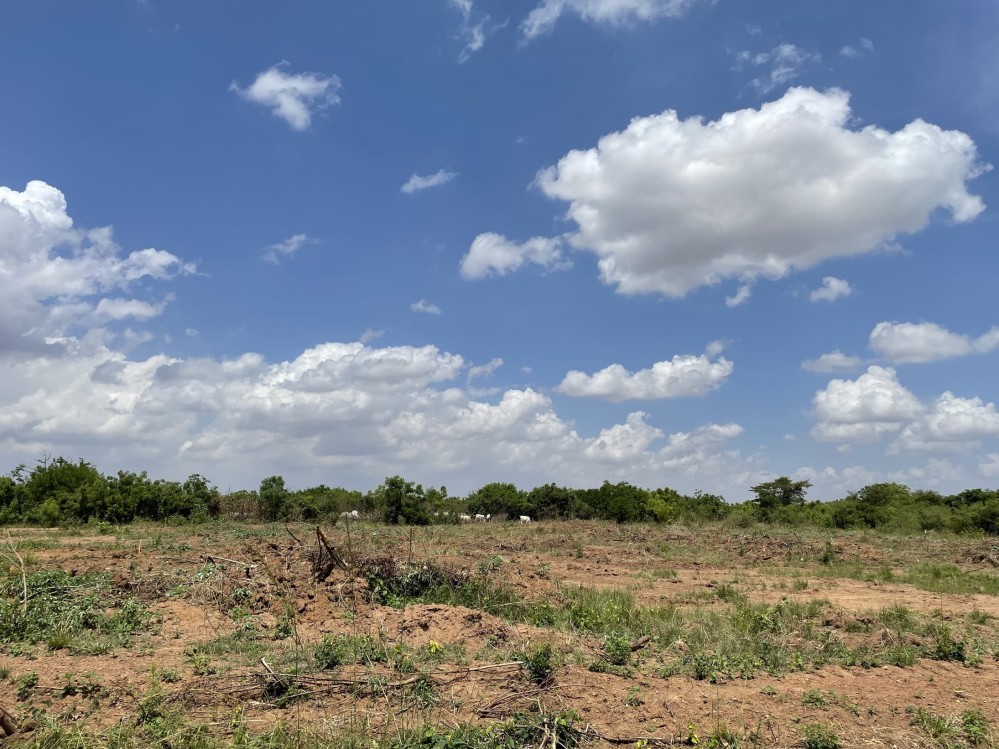 A bright blue sky shot through with fluffy clouds hovers over a bare field - mostly dirt with tufts of hardy grass. In the far distance, a family of cattle grazes.
