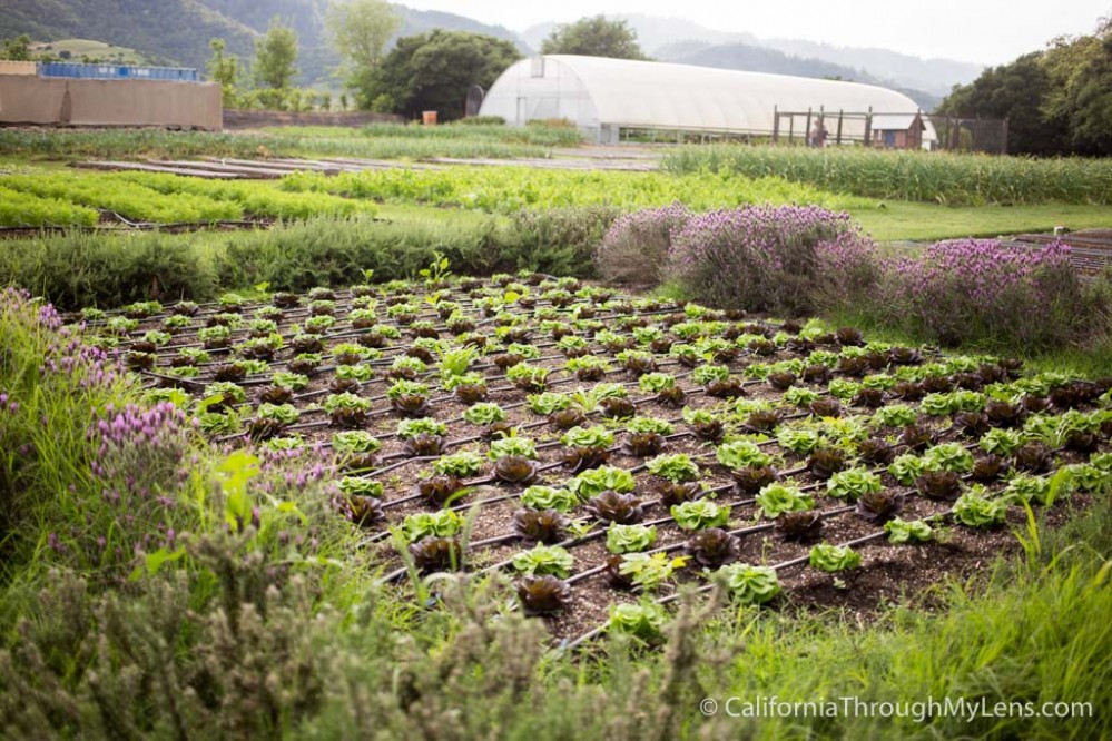 A field of what appears to be green and purple cabbages peeking out of the rich dark brown earth