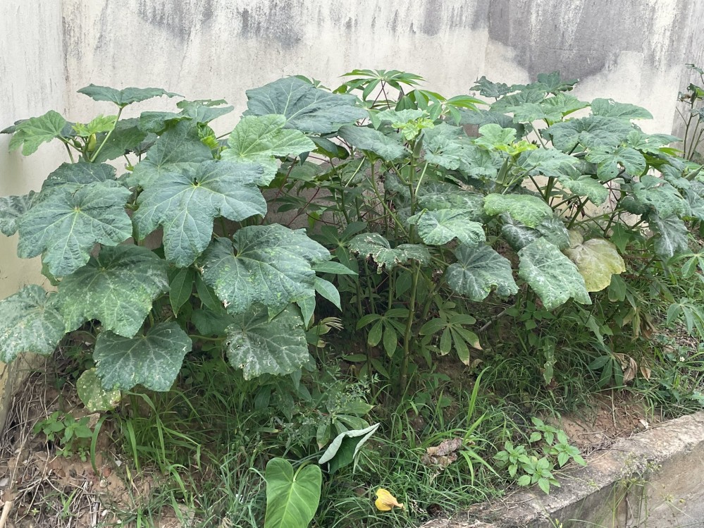 Plant low to the ground and against concrete wall with broad green leaves, about size of adult male's hand with fingers spread out
