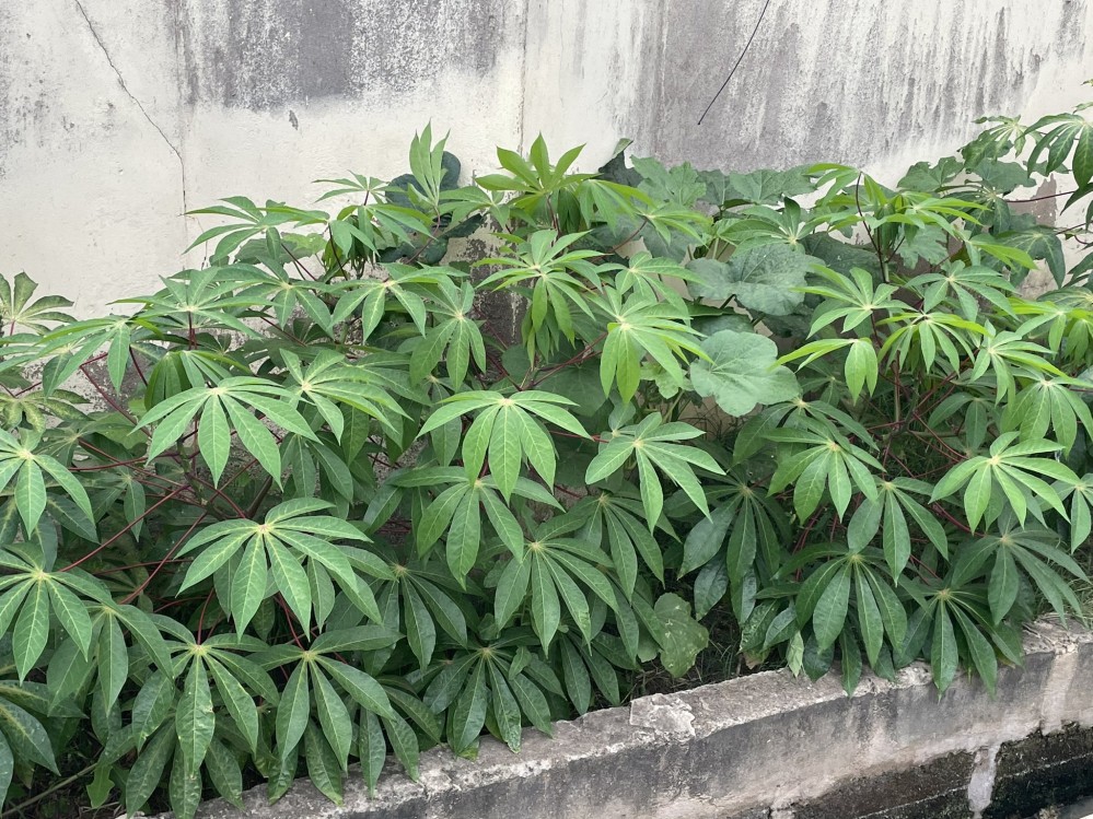 Plants with slender green leaves. The plants are low to the ground and against poorly-maintained concrete wall. Each group of seven leaves radiates from a point