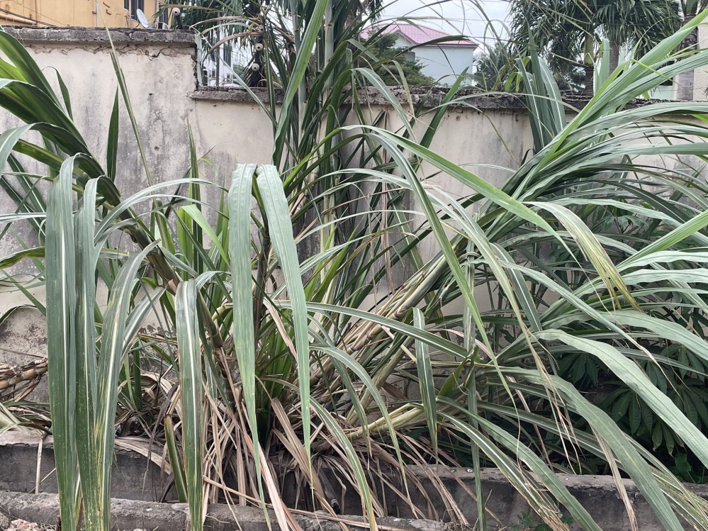 Tall plant against a dilapidated concrete wall with extremely long leaves. Several of the leaves are yellow