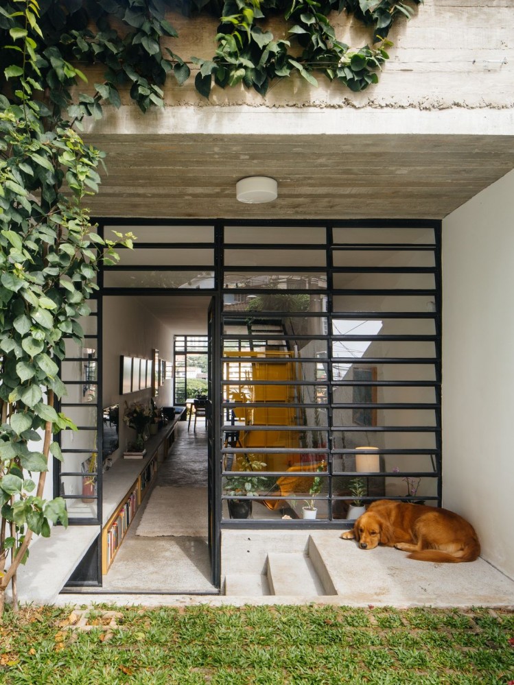 Photo of a brown dog sleeping at the top of the landing of concrete stairs leading to a small backyard